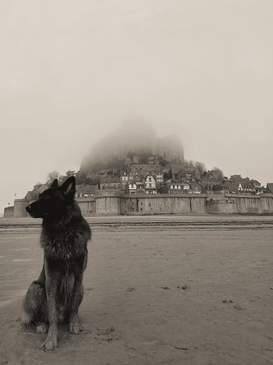 Daolicieux's tweet photo. This winter I went on walks in Normandy with my dog. https://t.co/WenRACJ9Xc