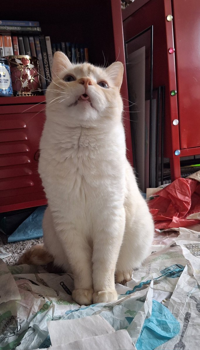 baby dog tweet media