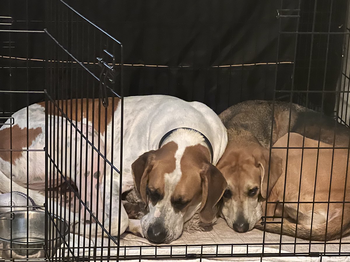 Alfie (Fatty) Polly (Pedrina) Pupturds tweet media