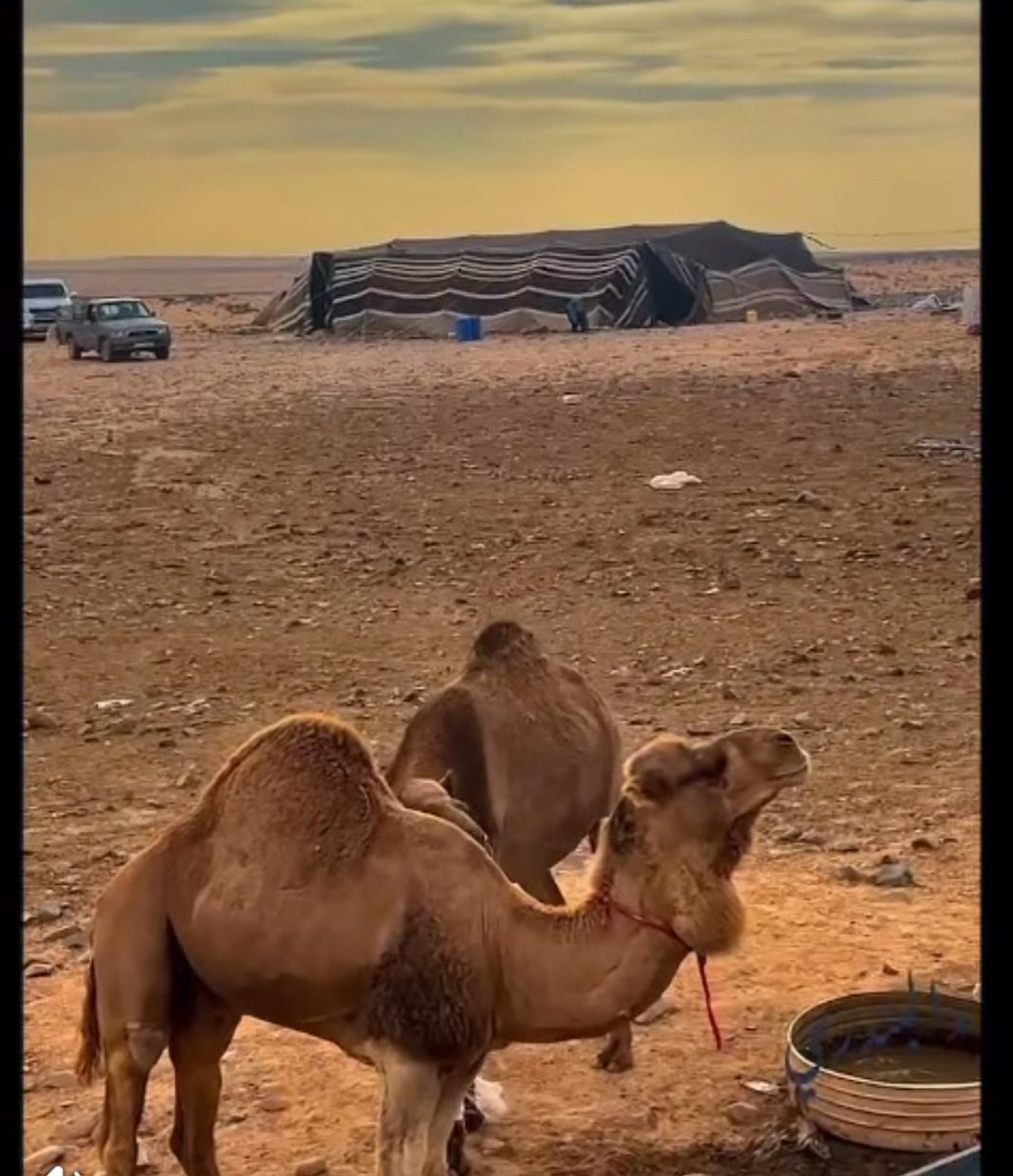 يالله يالمعبود يارب الاكوان 
ياللي لوجهك يسجدون العبادي 

من خشيتك نسجد ونرجيك غفران 
ولغيرك ابداً مانمد الايادي 

يامجزي الاحسان في عشرة احسان 
ياربنا وانت الكريم الجوادي