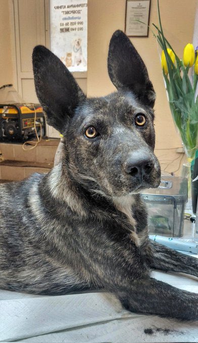 Antoninaodesa NAFO tweet media