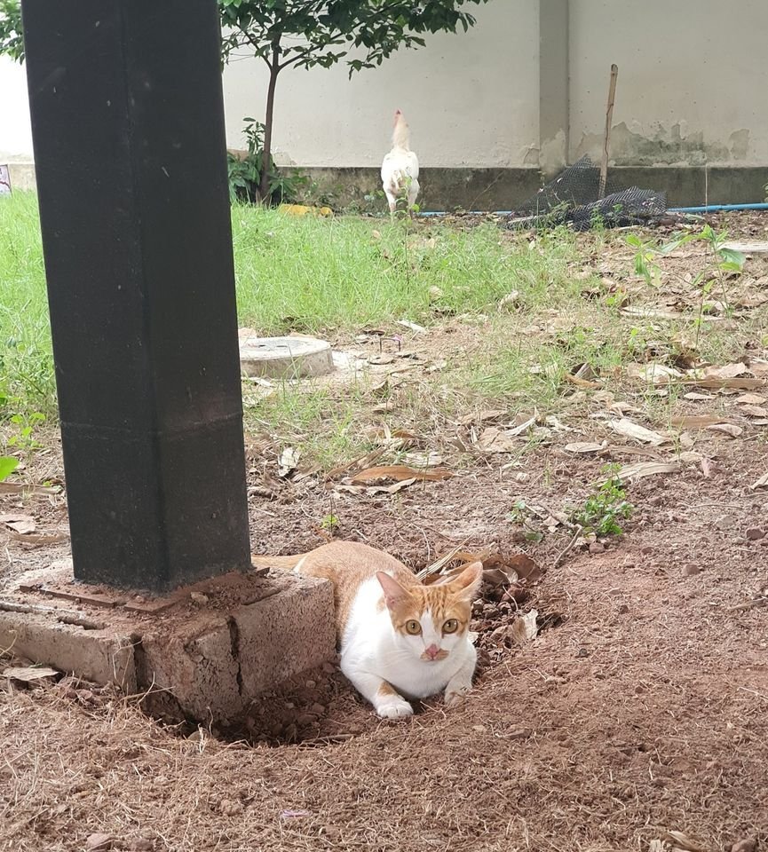 translated cats tweet media