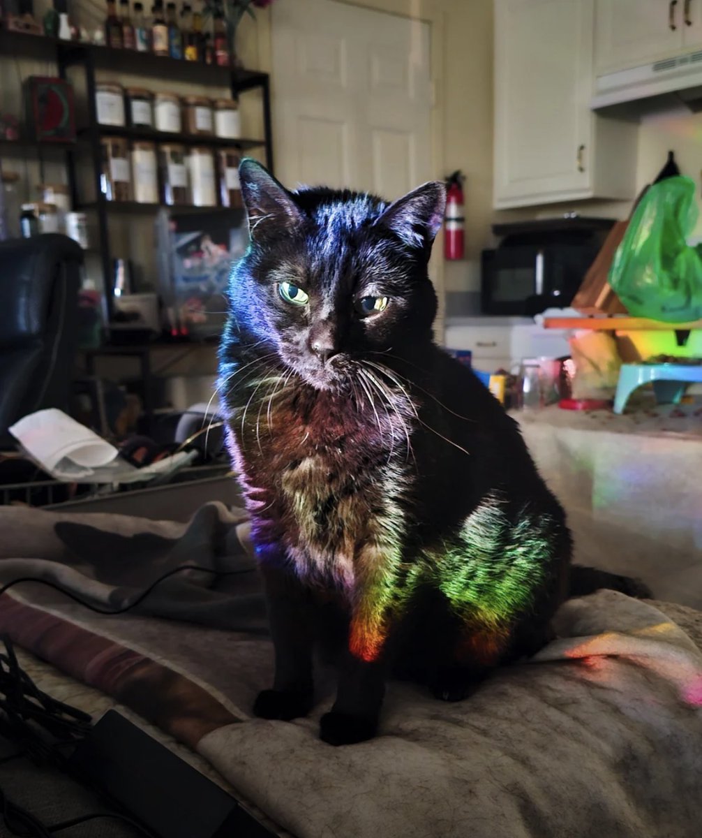 WeAssessCats's tweet photo. Rainbow void 🐈‍⬛🌈 https://t.co/KRwmXmhc2P