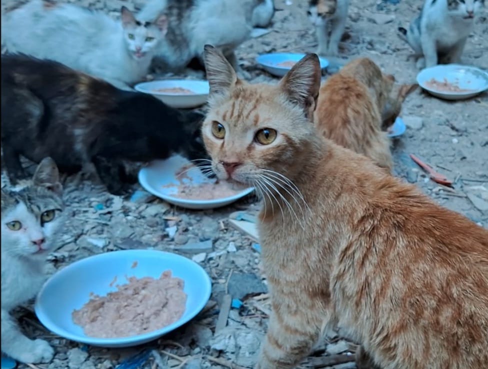 Animal Friends Shelter Gaza tweet media