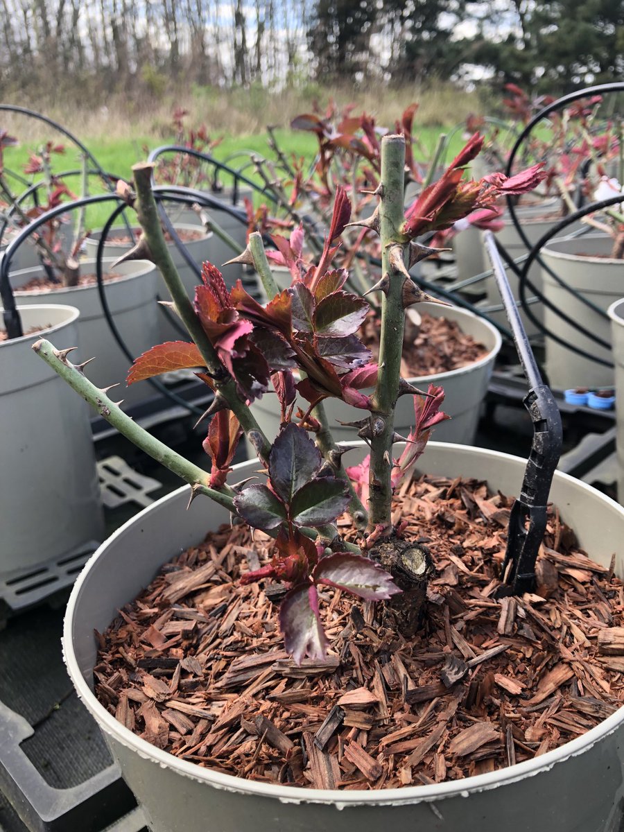 C and K Jones Roses aka JonesTheRose tweet media