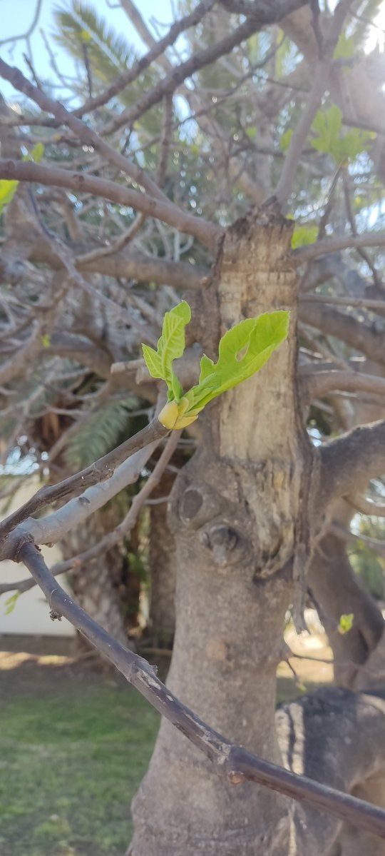 Rosa Porcel 🌿🌺 tweet media