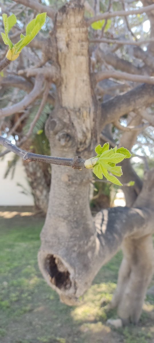 Rosa Porcel 🌿🌺 tweet media