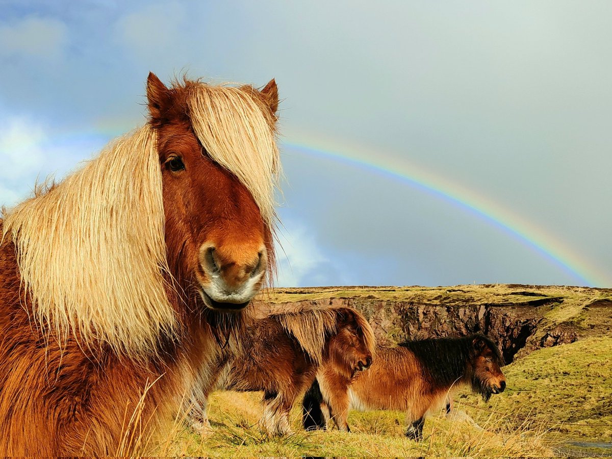 CatherineMMunro's tweet image. Ponies at the end of the rainbow #Shetland