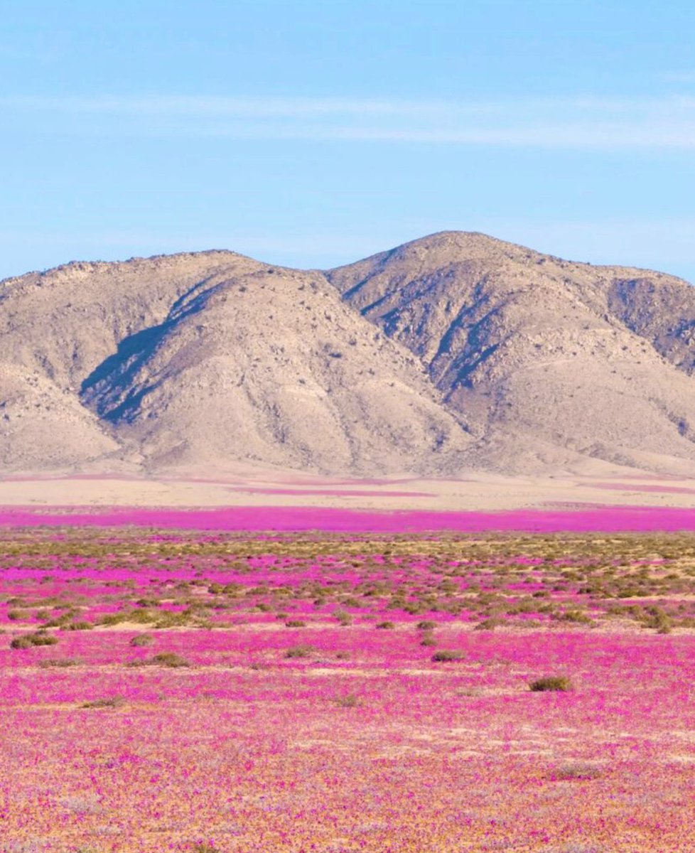 Michelle Blin L tweet media