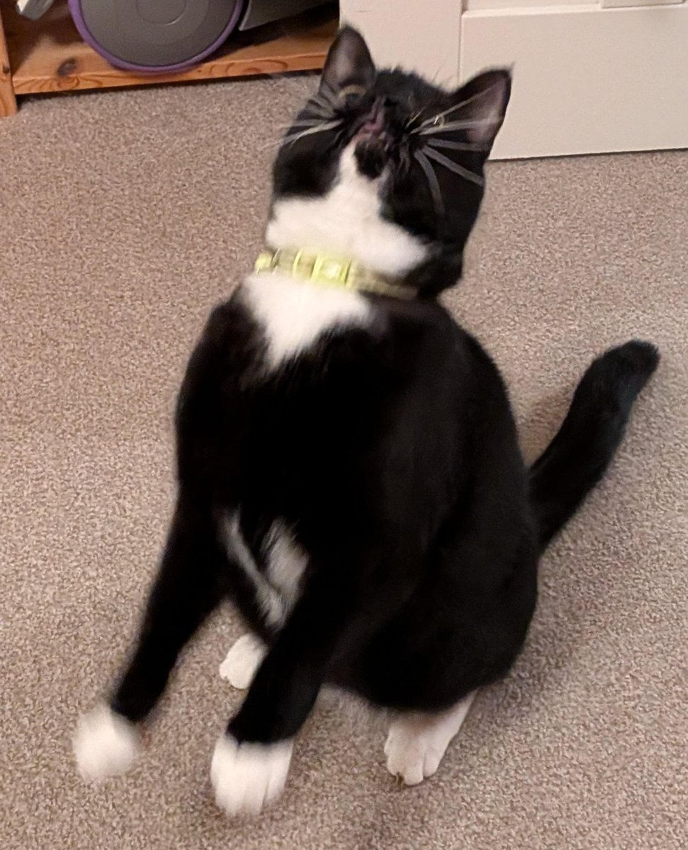 clewgarnet's tweet photo. @SusanCalman The dashingly suave Bunter and his somewhat hyperactive and less photogenic brother Wimsey. https://t.co/zipBPtDw4M