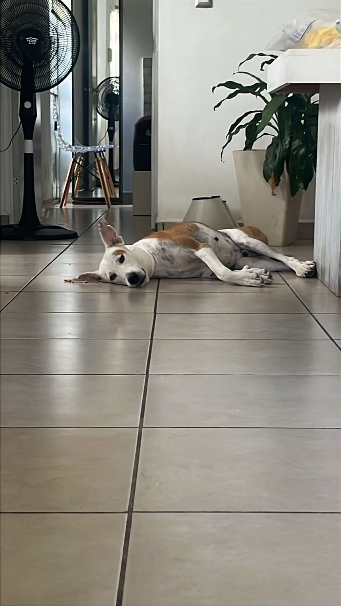 Kamilla Mihalik tweet media