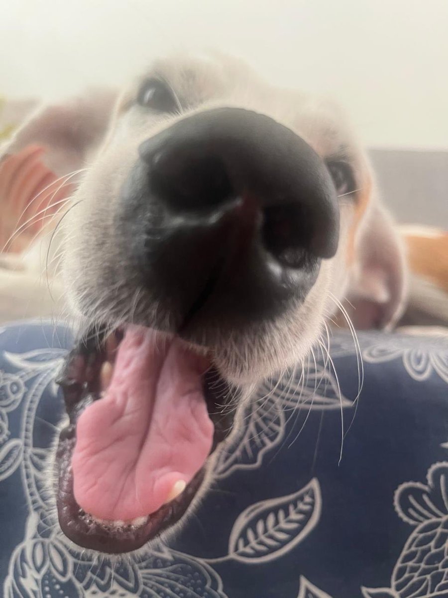 Kamilla Mihalik tweet media