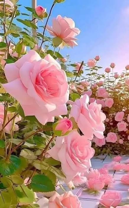 sαмσяα tweet media