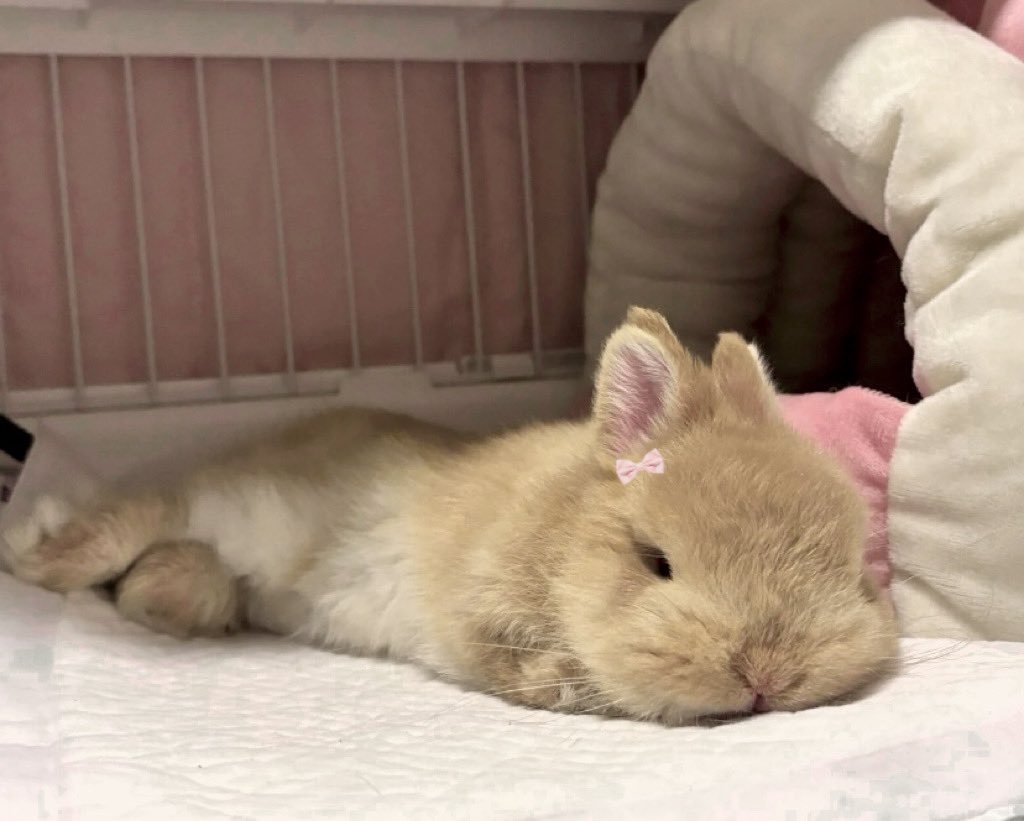 ♪⃣ 𓈒 ݁ 𓏲𝄢 tweet media