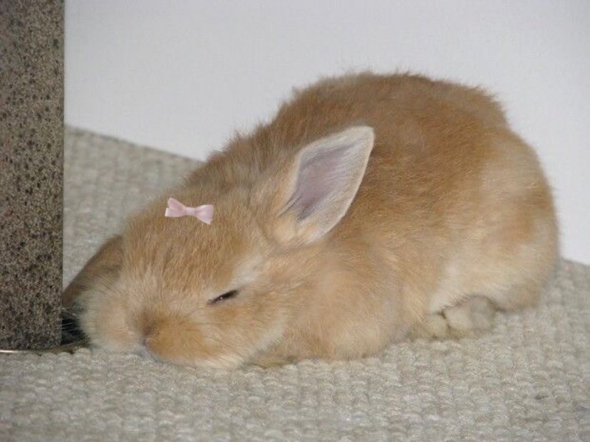 ♪⃣ 𓈒 ݁ 𓏲𝄢 tweet media