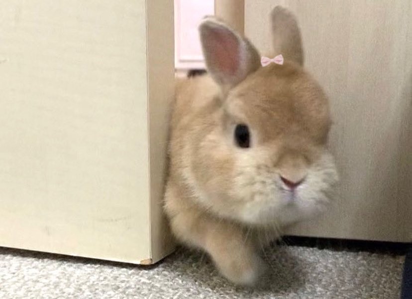 ♪⃣ 𓈒 ݁ 𓏲𝄢 tweet media