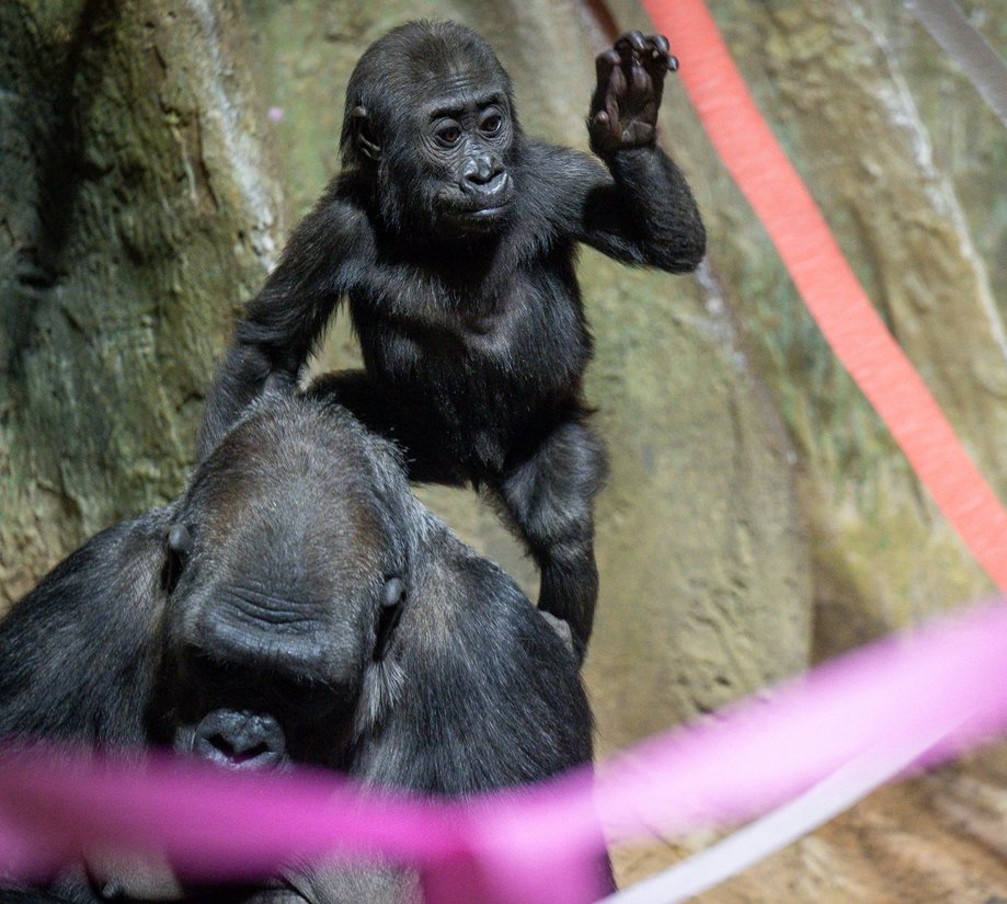 Tiny Gorilla tweet media