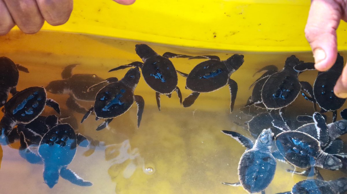 مركز رؤى للدراسات الاستراتيجية والاستشارات tweet media