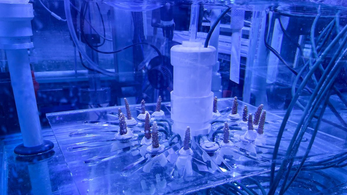 NOAA Coral Program tweet media