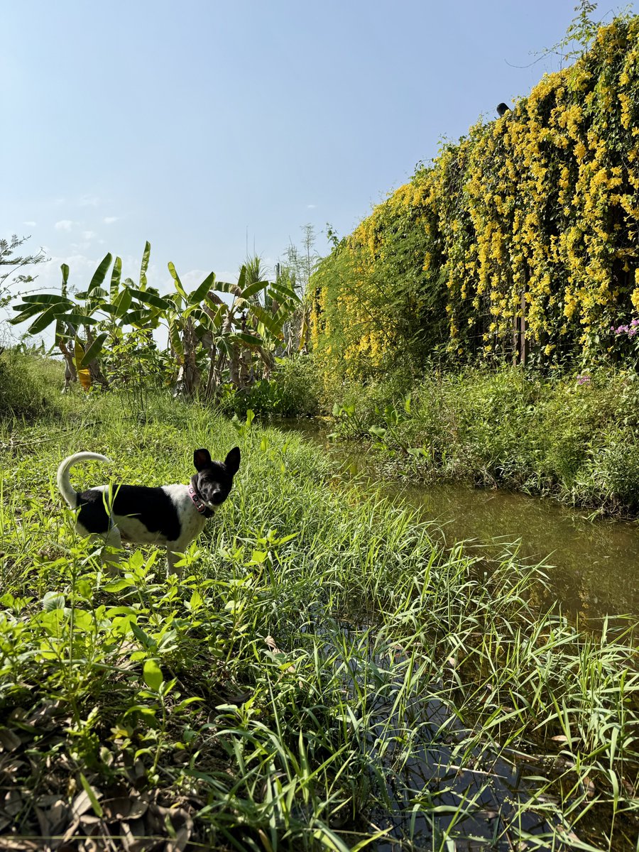 junglefunk tweet media