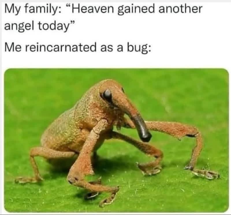 Entomemeology tweet media