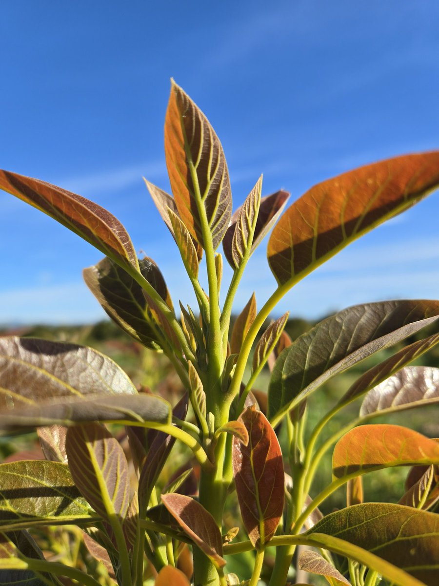 Chris Sayer 🥑 tweet media