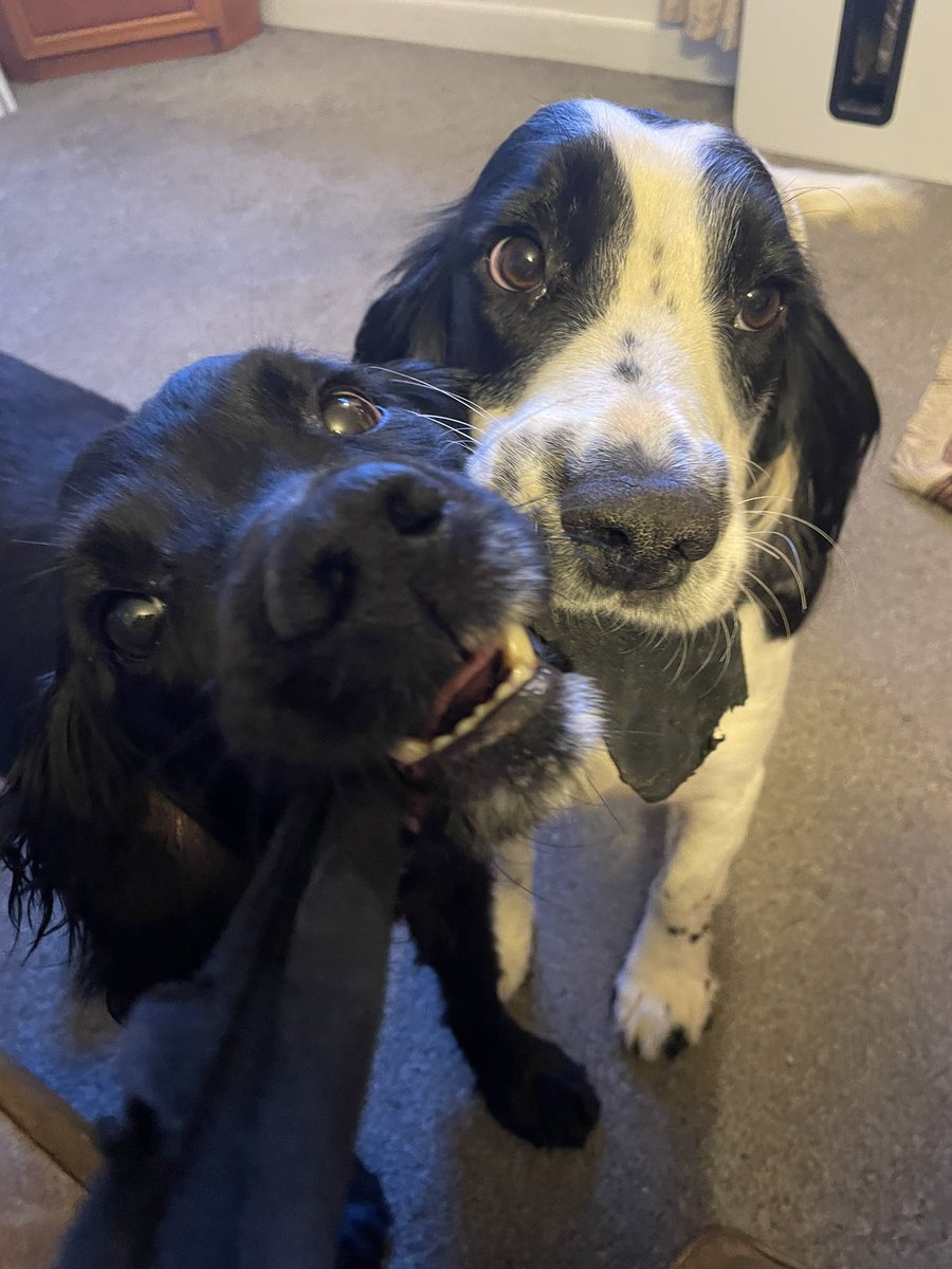 if Dan Carter was a very handsome spaniel tweet media