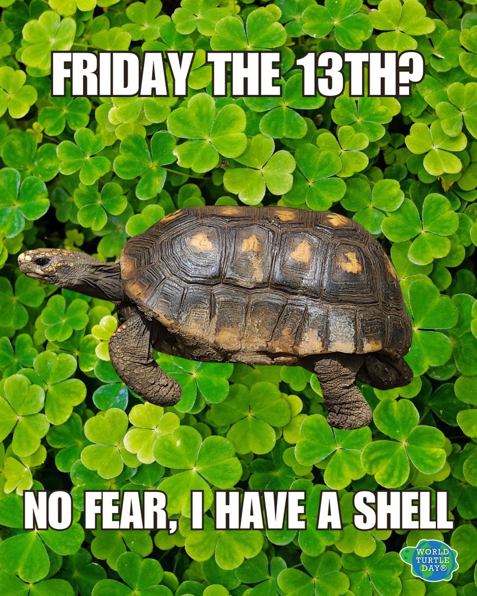 World Turtle Day® tweet media