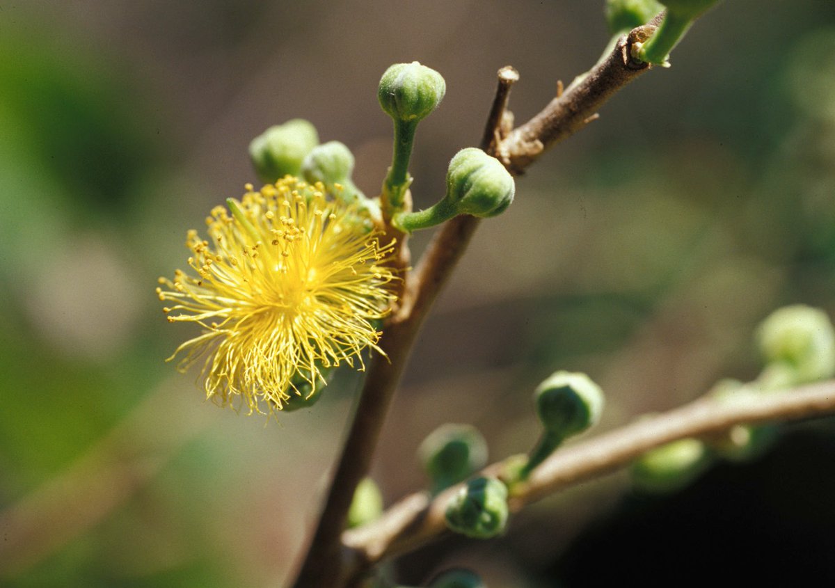 Center for Plant Conservation tweet media