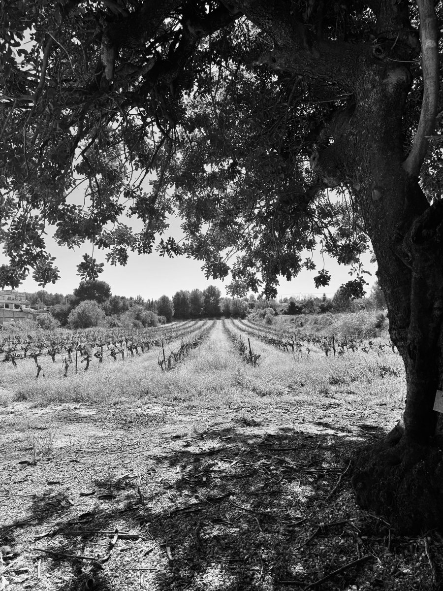 Noah Higón Bellver tweet media