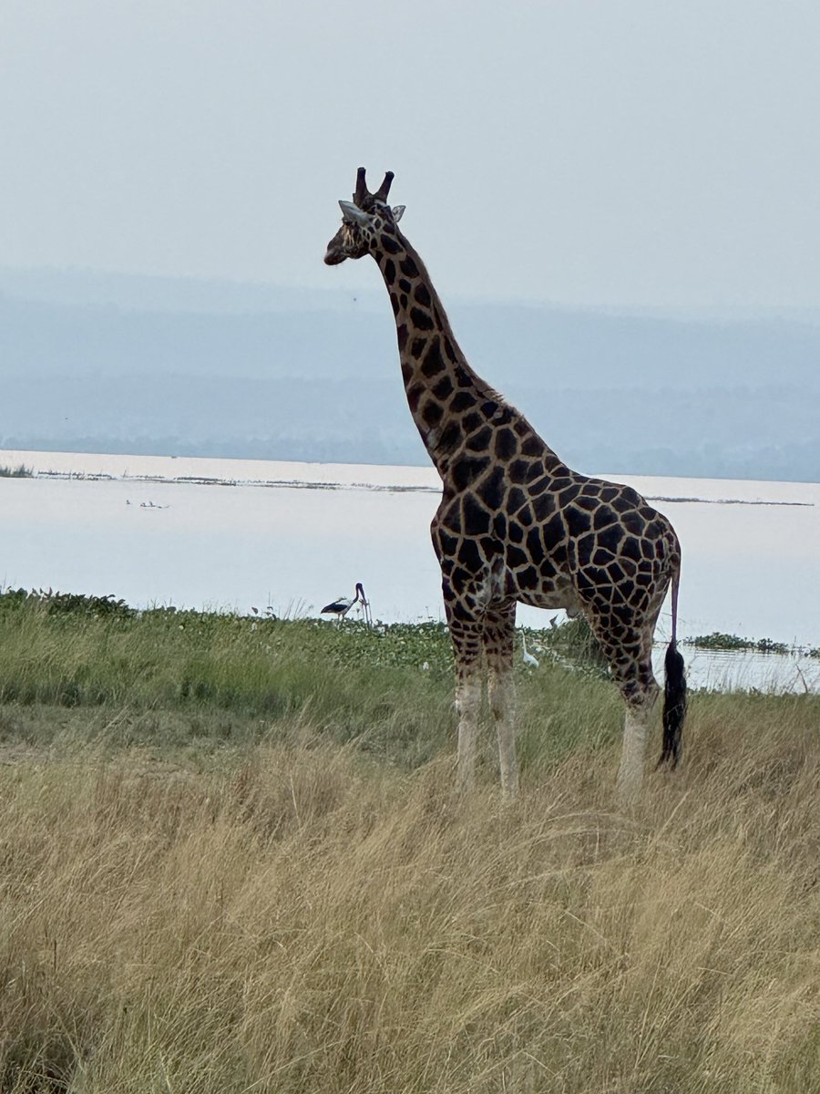 Tribal chief 🦍 tweet media