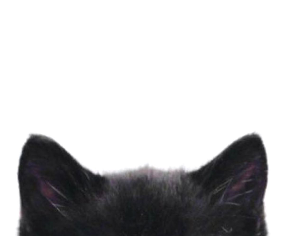 princess_wuju's tweet photo. #MARTIN 🐱 https://t.co/blJcoEKRa8