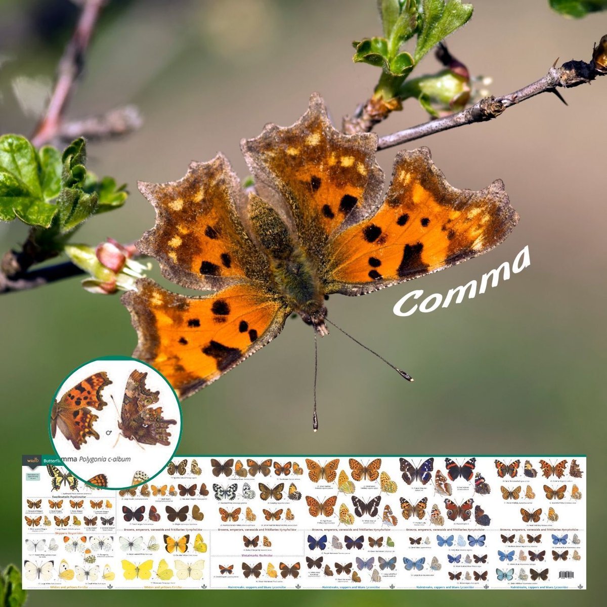 Field Studies Council tweet media