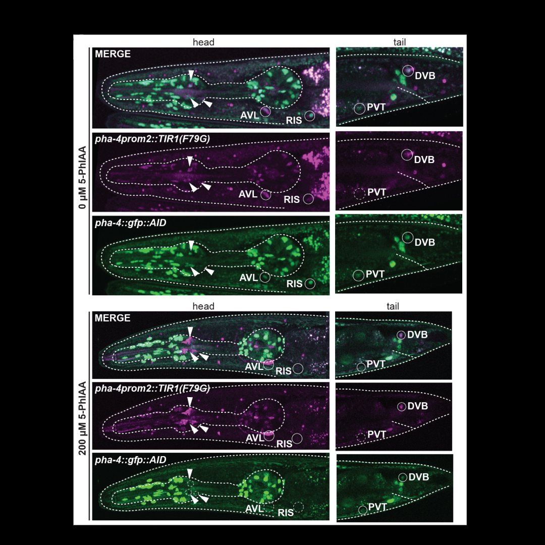 Genes & Development tweet media