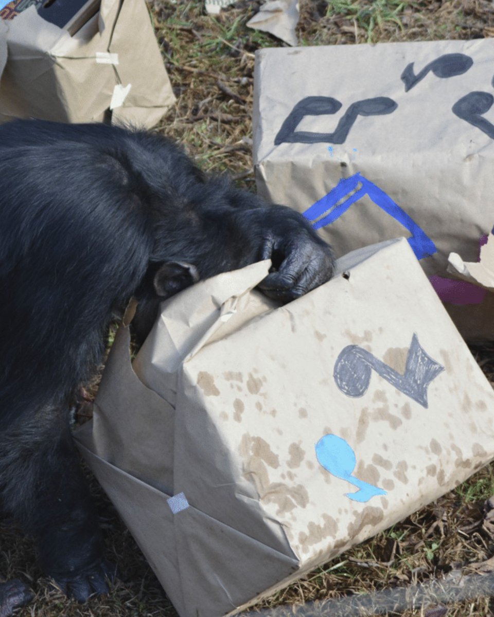 Project Chimps tweet media