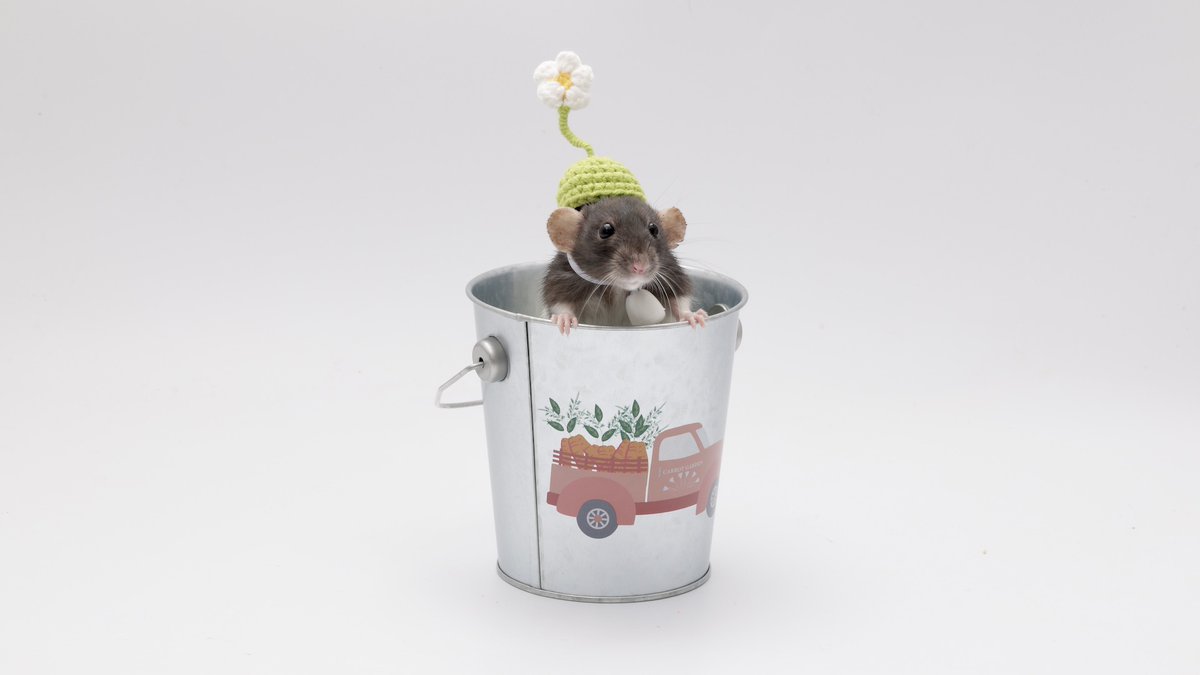 Shadow the Rat tweet media