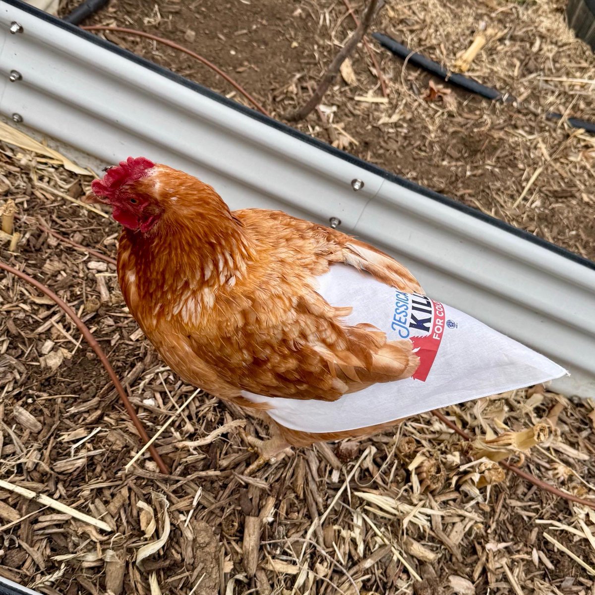 Jessica Killin tweet media