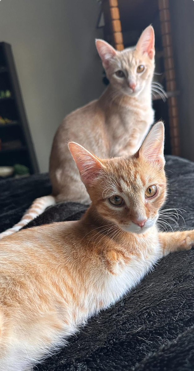 Debra McCracken tweet media