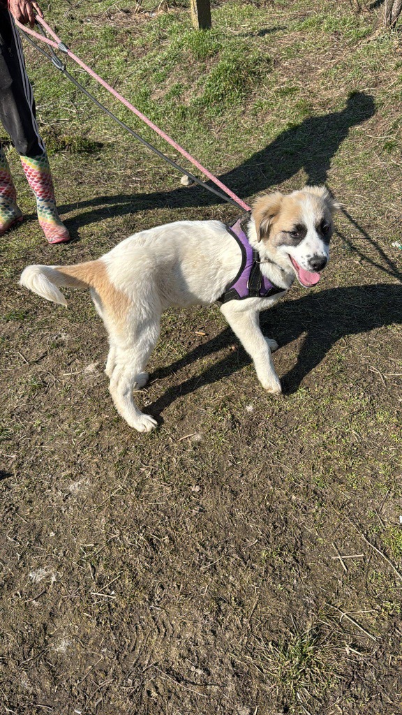 Pawprints to Freedom Rescue🐾 tweet media