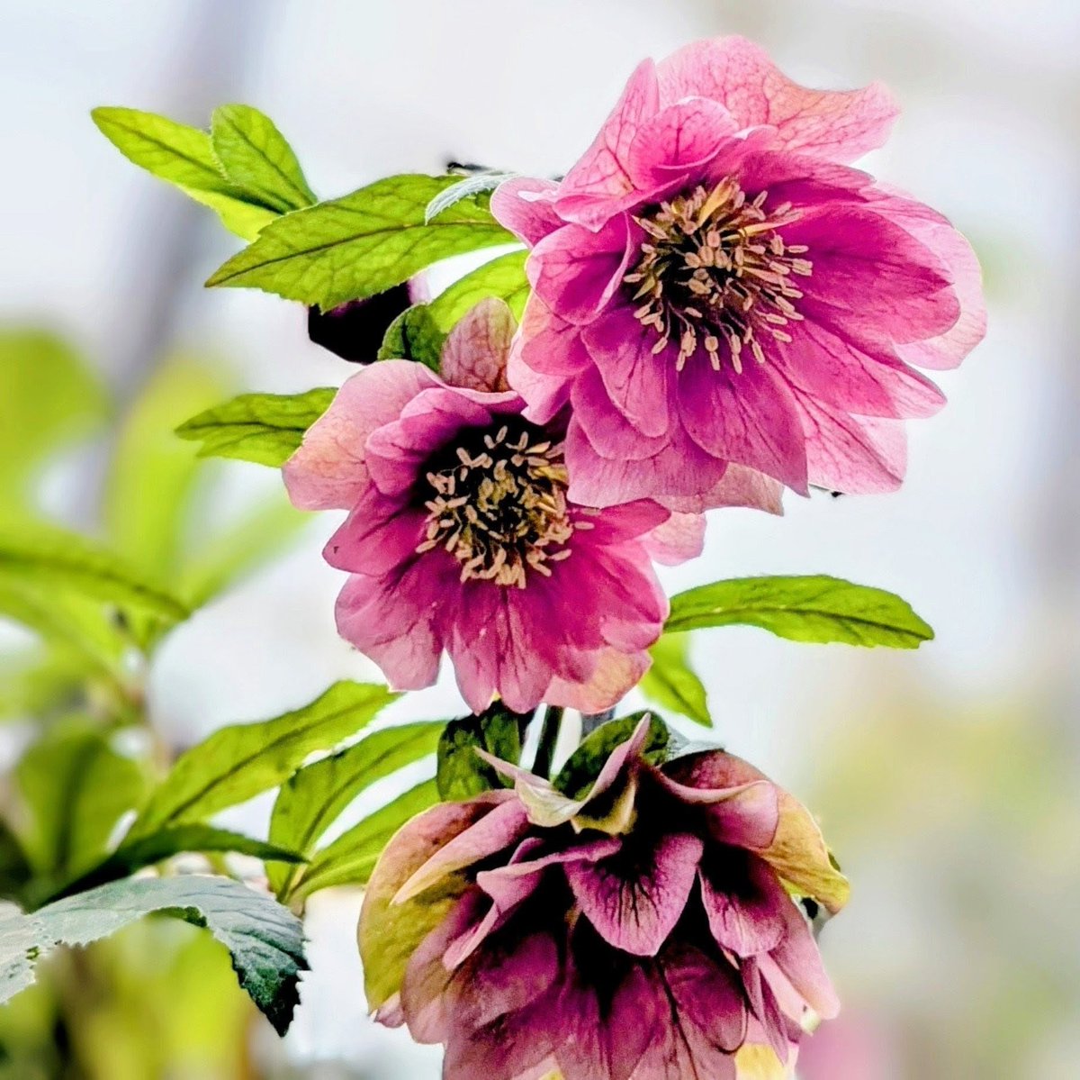 popomaru tweet media