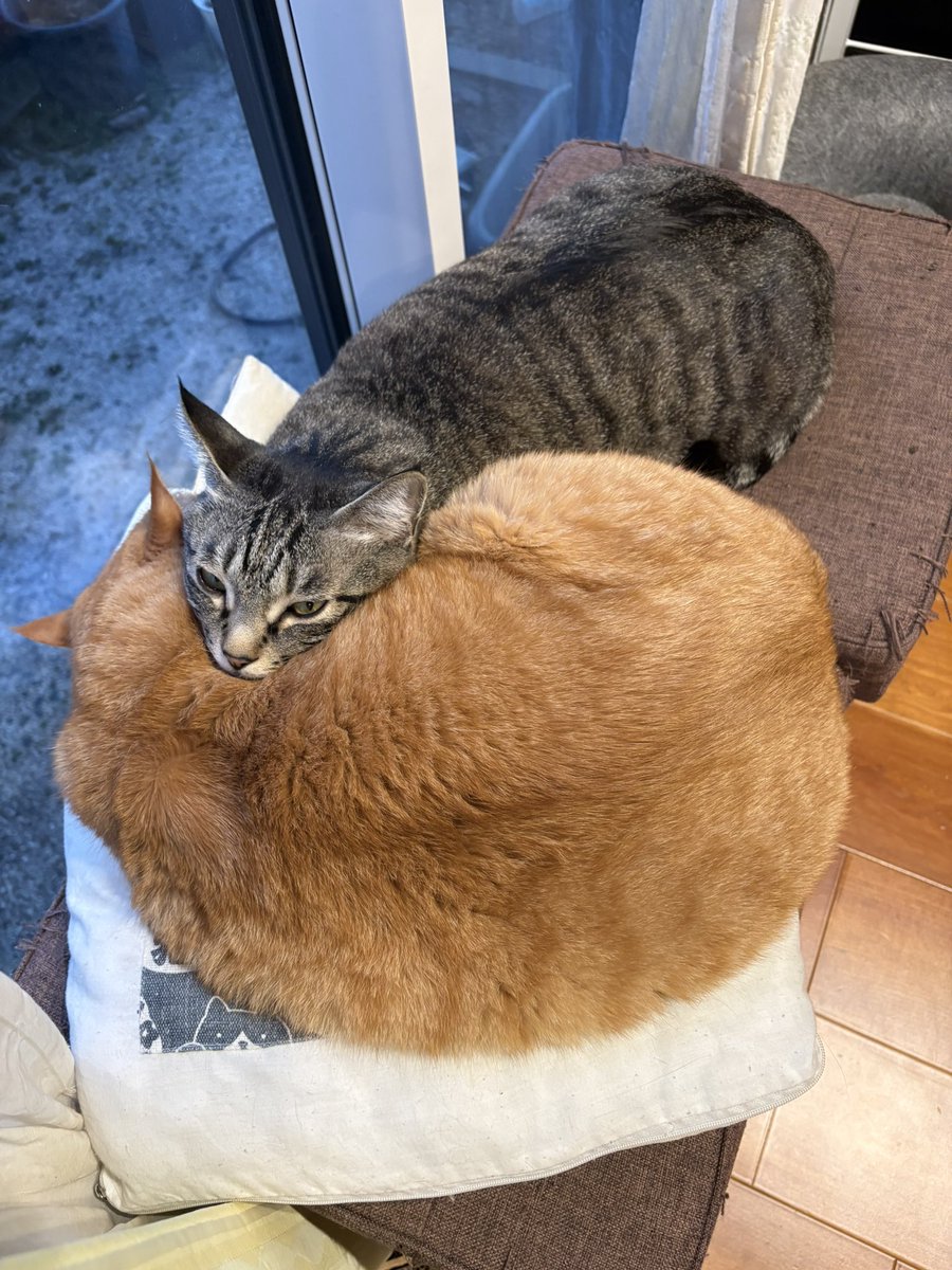 兄猫クッションを堪能していました