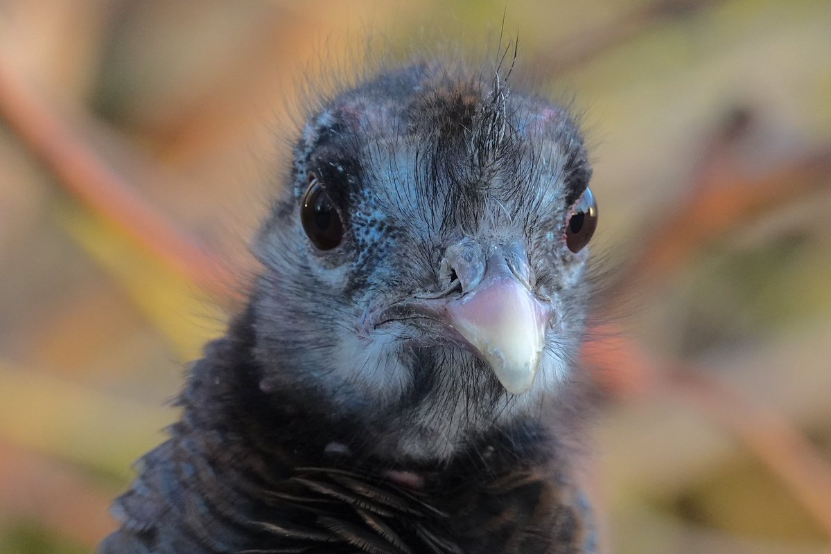 MattsMeteors tweet media