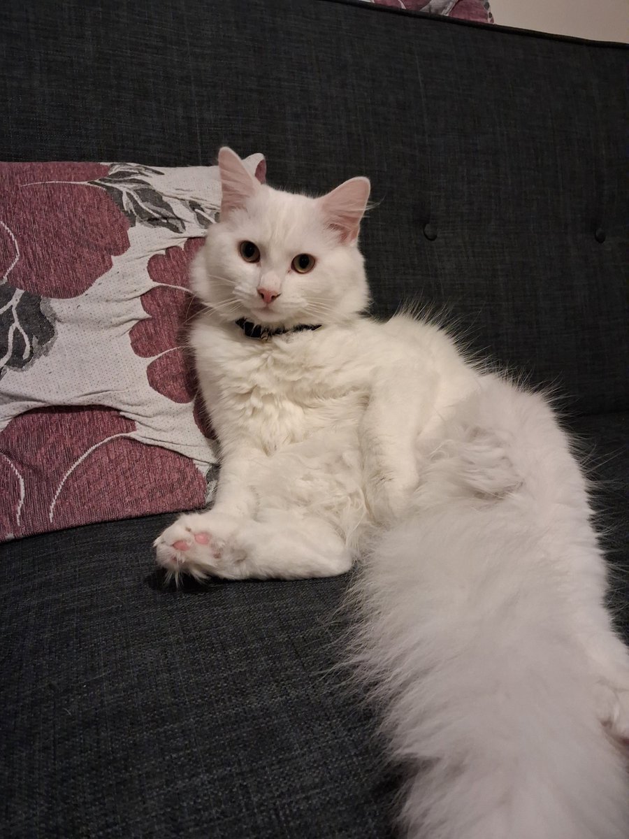 Vid Gates tweet media