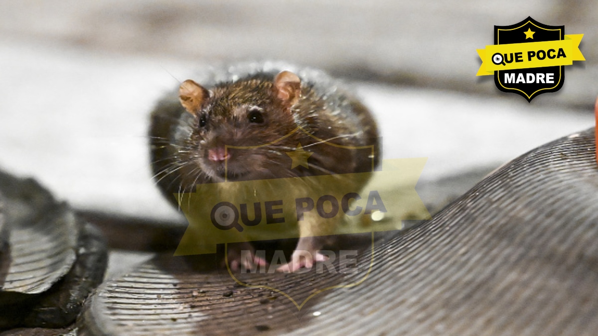 QuePocaMadreMex's tweet image. 🚨🐀 ¡RATAS YA DESFILAN EN REFORMA! En Paseo de la Reforma, visitantes y trabajadores reportan cada vez más roedores entre jardines, banquetas y zonas del Metro en #CDMX. Especialistas señalan que la basura y restos de comida favorecen su presencia. #Reforma #Alerta