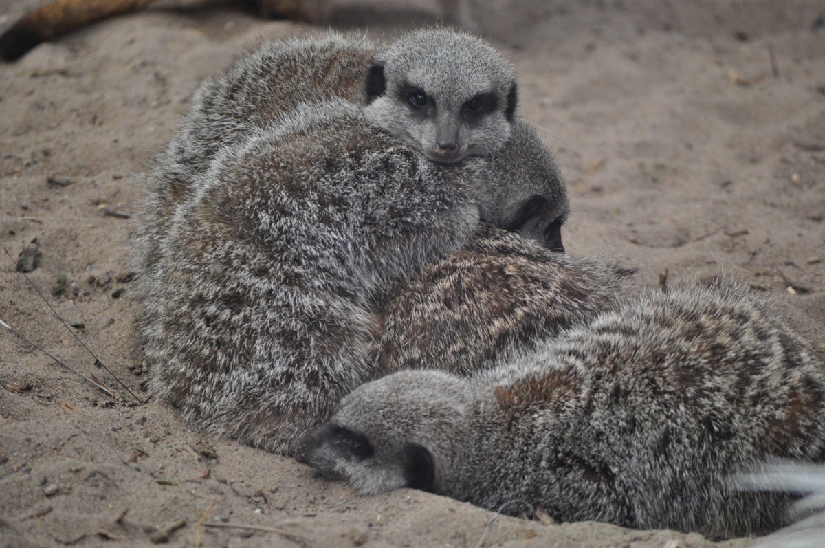 Meerkat daily #505