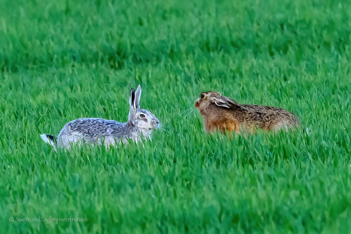 Sue Wood tweet media