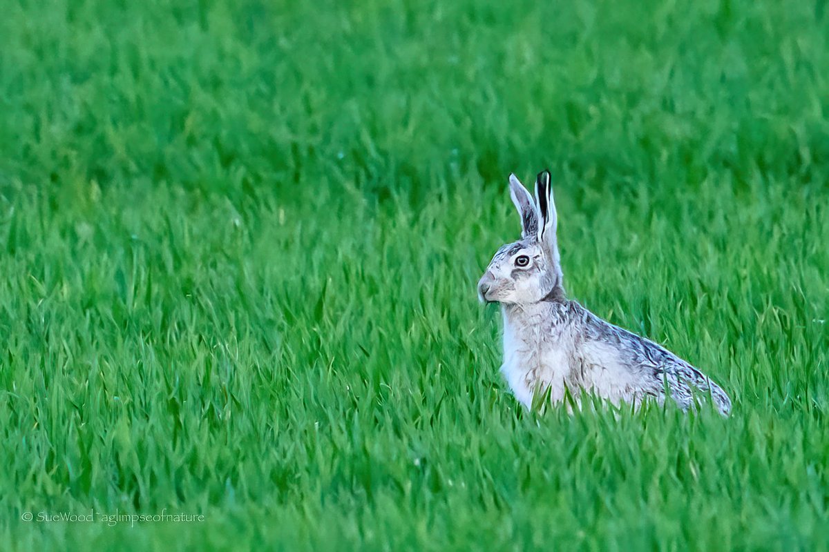 Sue Wood tweet media