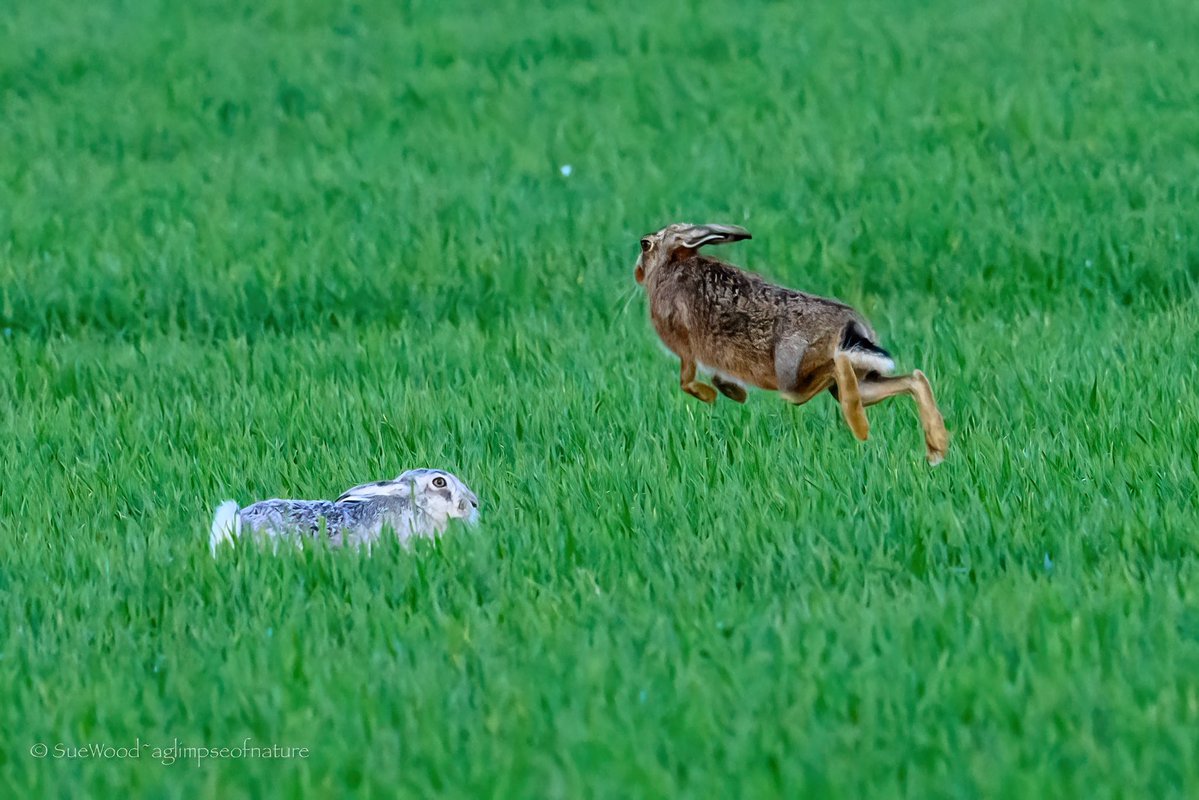 Sue Wood tweet media