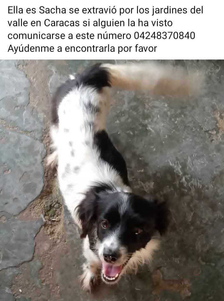 PerroUsuario's tweet photo. Se busca en los Jardines del Valle, Caracas https://t.co/6YfmrolwYa