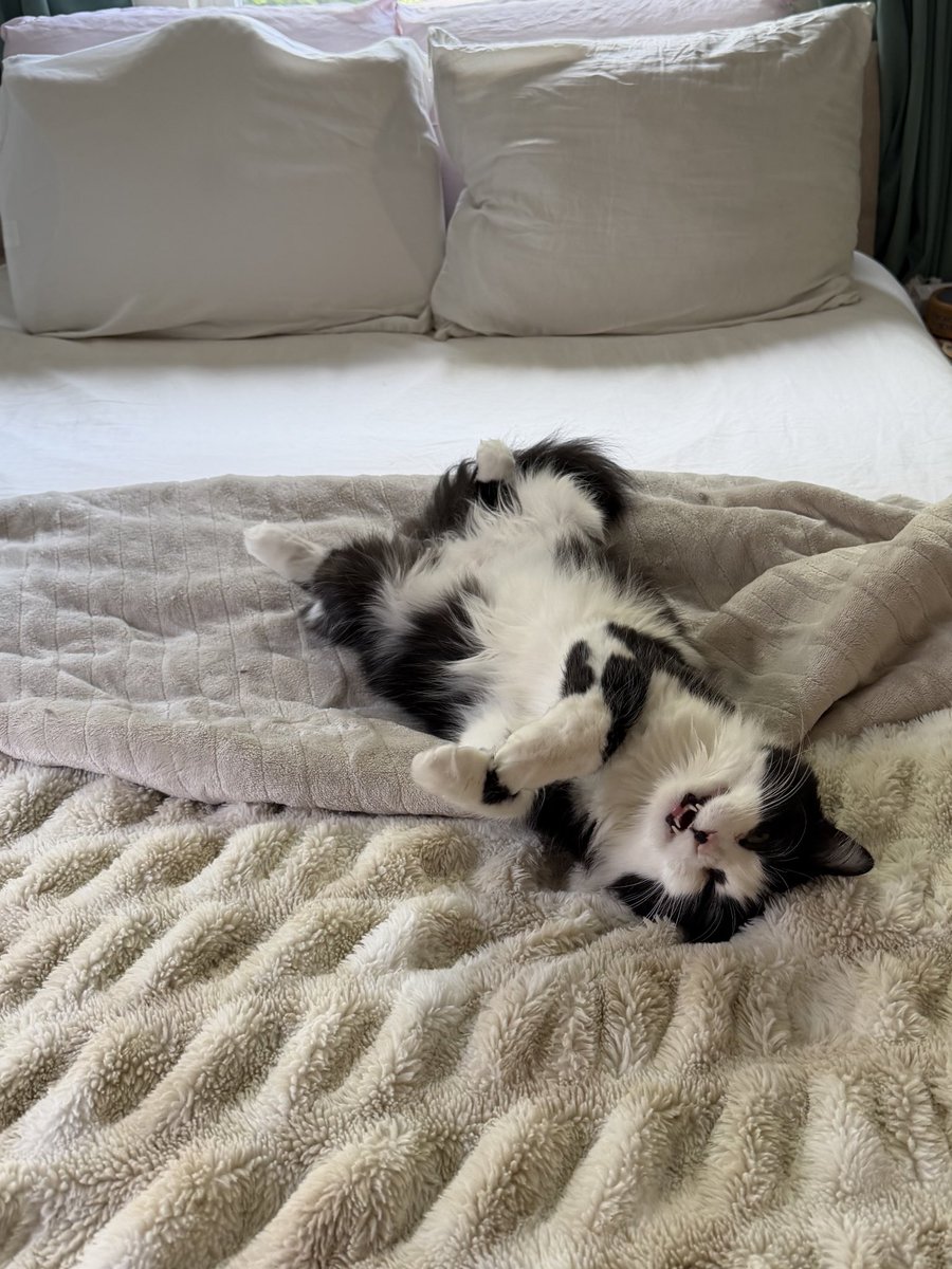 Dr. Daria Pidhorodetska tweet media